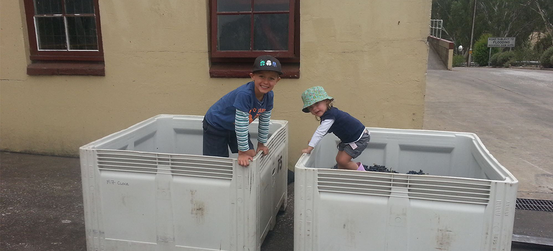 Kegan and Riley crushing sangiovese